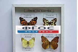 Коллекция "Семейство бабочек" - fgospostavki.ru - Омск