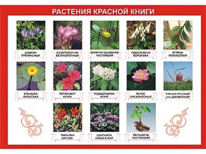 Таблица демонстрационная "Растения Красной книги" (винил 70*100) - fgospostavki.ru - Омск
