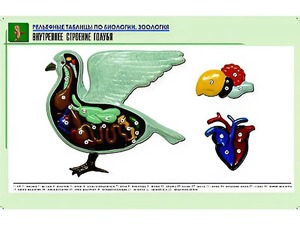 Рельефная таблица "Внутреннее строение голубя" (формат А1, матовое ламинирование) - fgospostavki.ru - Омск