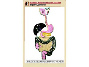 Рельефная таблица "Пищеварительный тракт" (формат А1, матовое ламинирование) - fgospostavki.ru - Омск