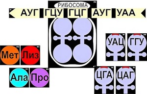 Модель-аппликация "Биосинтез белка" (ламинированная) - fgospostavki.ru - Омск