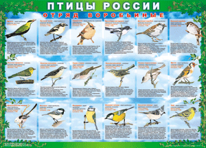 Комплект таблиц "Птицы России (4 листа)" (100х140 сантиметров, винил) - fgospostavki.ru - Омск