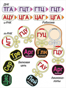 Модель-аппликация Биосинтез белка - fgospostavki.ru - Омск