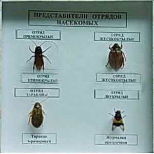 Коллекция энтомологическая "Представители отряда насекомых" - fgospostavki.ru - Омск