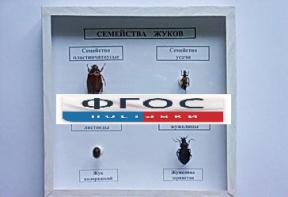 Коллекция "Семейство жуков" - fgospostavki.ru - Омск