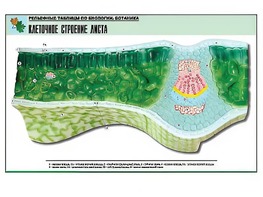 Рельефная таблица "Клеточное строение листа" (формат А1, матовое ламинирование) - fgospostavki.ru - Омск