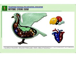 Рельефная таблица "Внутреннее строение голубя" (формат А1, матовое ламинирование) - fgospostavki.ru - Омск