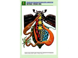 Рельефная таблица "Внутреннее строение жука" (формат А1, матовое ламинирование) - fgospostavki.ru - Омск