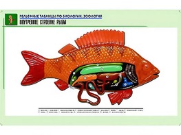 Рельефная таблица "Внутреннее строение рыбы" (формат А1, матовое ламинирование) - fgospostavki.ru - Омск