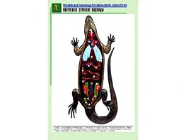 Рельефная таблица "Внутреннее строение ящерицы" (формат А1, матовое ламинирование) - fgospostavki.ru - Омск