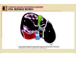 Рельефная таблица "Печень. Висцеральная поверхность" (формат А1, матовое ламинирование) - fgospostavki.ru - Омск