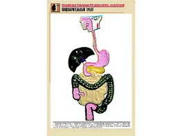 Рельефная таблица "Пищеварительный тракт" (формат А1, матовое ламинирование) - fgospostavki.ru - Омск