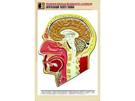 Рельефная таблица "Сагиттальный разрез головы" (формат А1, матовое ламинирование) - fgospostavki.ru - Омск