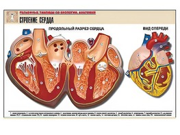 Рельефная таблица "Строение сердца" (формат А1, матовое ламинирование) - fgospostavki.ru - Омск