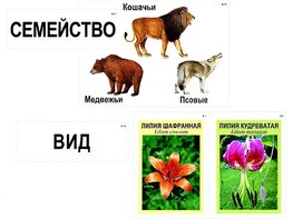 Модель-аппликация "Классификация растений и животных" (ламинированная) - fgospostavki.ru - Омск