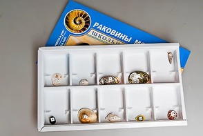 Коллекция "Раковины моллюсков" - fgospostavki.ru - Омск