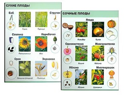 Коллекция "Семена и плоды" - fgospostavki.ru - Омск