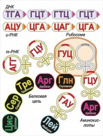 Модель-аппликация Биосинтез белка - fgospostavki.ru - Омск