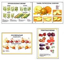 Плакаты ПРОФТЕХ "Ассортимент овощных культур" (12 пл, винил, 70х100) - fgospostavki.ru - Омск