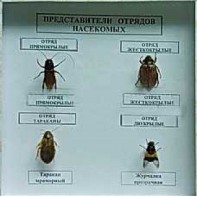 Коллекция энтомологическая "Представители отряда насекомых" - fgospostavki.ru - Омск