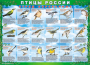 Комплект таблиц "Птицы России (4 листа)" (100х140 сантиметров, винил) - fgospostavki.ru - Омск