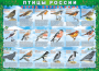 Комплект таблиц "Птицы России (4 листа)" (100х140 сантиметров, винил) - fgospostavki.ru - Омск