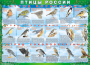 Комплект таблиц "Птицы России (4 листа)" (100х140 сантиметров, винил) - fgospostavki.ru - Омск
