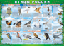 Комплект таблиц "Птицы России (4 листа)" (100х140 сантиметров, винил) - fgospostavki.ru - Омск